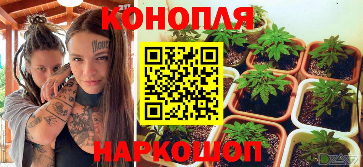 Каннабис сатива  Бошки Шишки White Widow  Канабис Bruce Banner  Вход с VPN  Бошки марихуана конопля  Сочи 